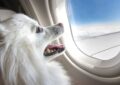 viaggio con il cane in aereo tutte le regole