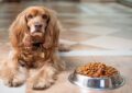 Vitamina A per cani: benefici e fonti alimentari consigliate